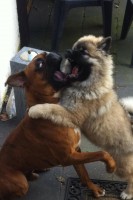 /album/gaia-som-hvalp/enzo-og-gaia-jpg/